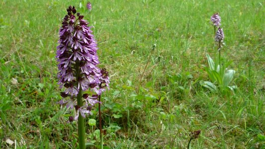 Meadow mountainside protected