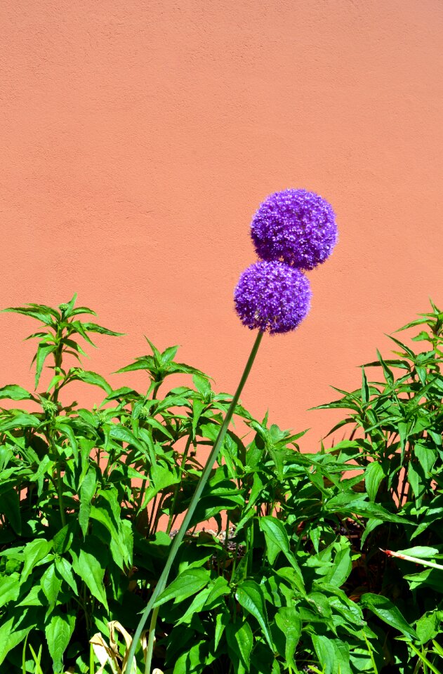 Nature allium purple