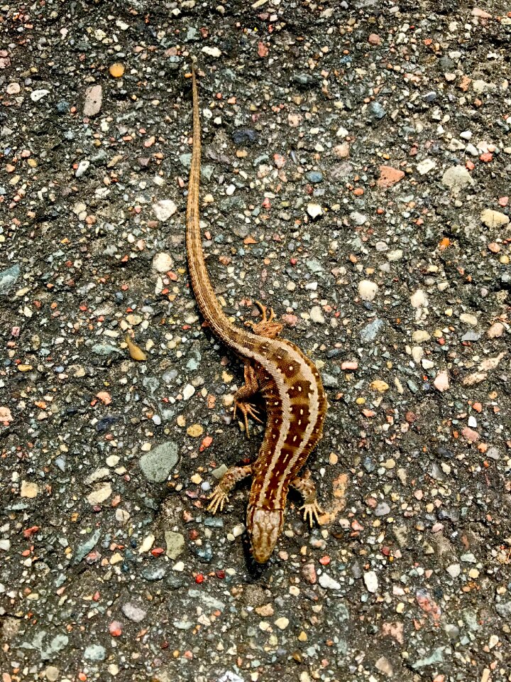 Creature nature road