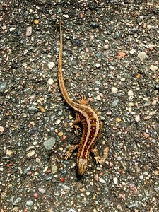 Creature nature road