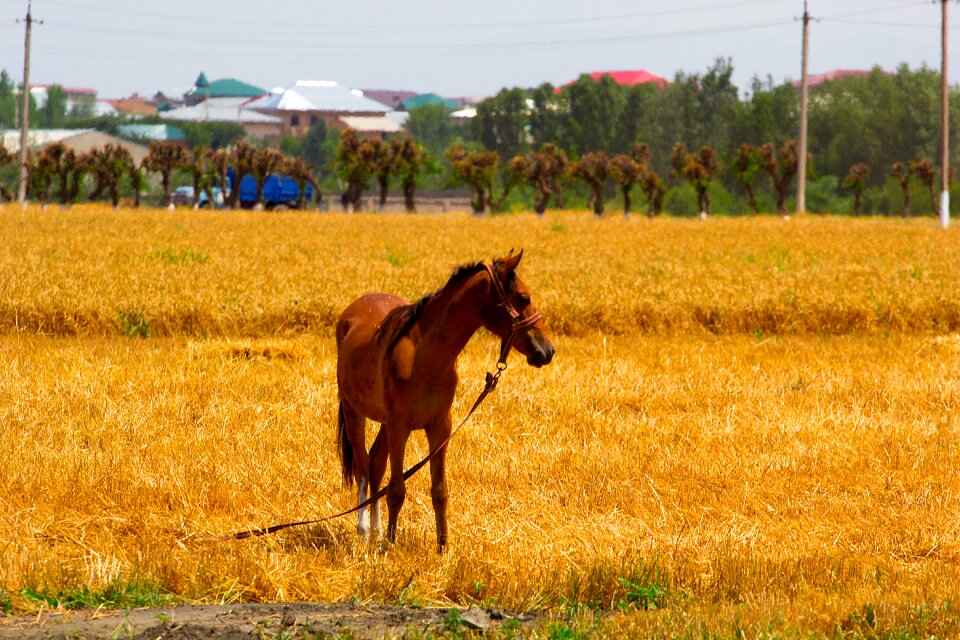 Nature animal mare