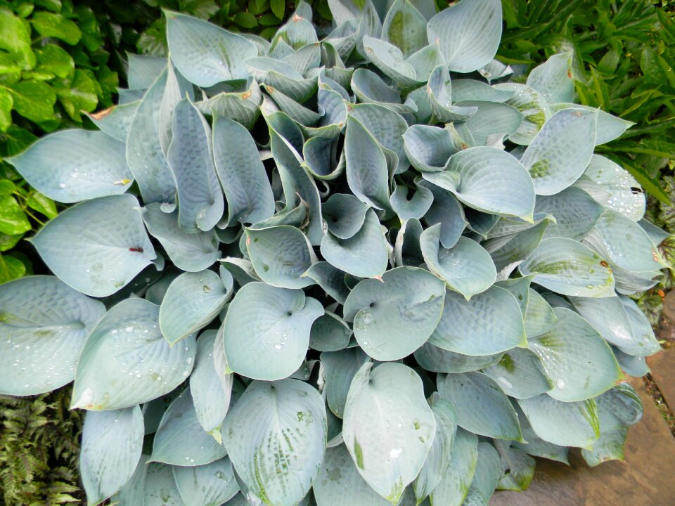 Nature leaf floral