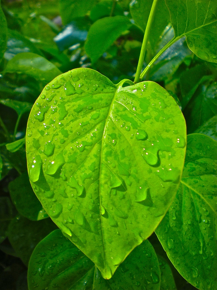 Leaf green raindrops
