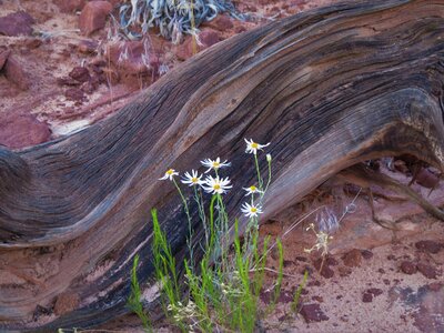 White flowers utah