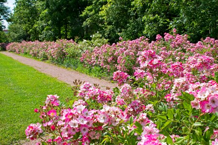 Germany roses rose garden