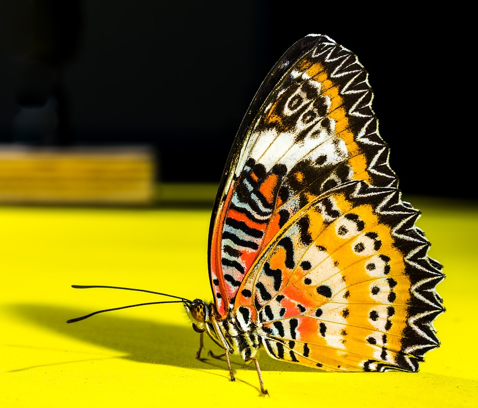 Butterfly insect Free photos