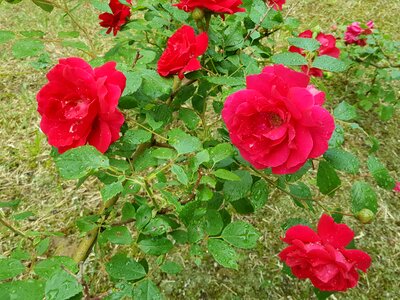 Trickle non rose