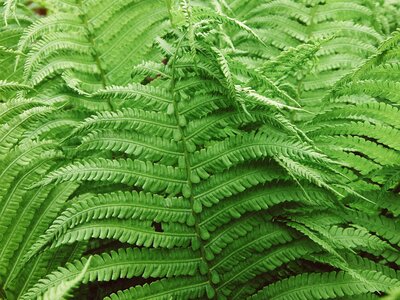 Plant macro green