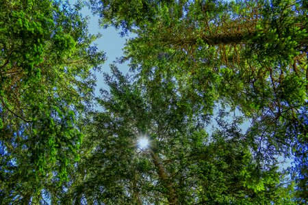 Trees nature firs