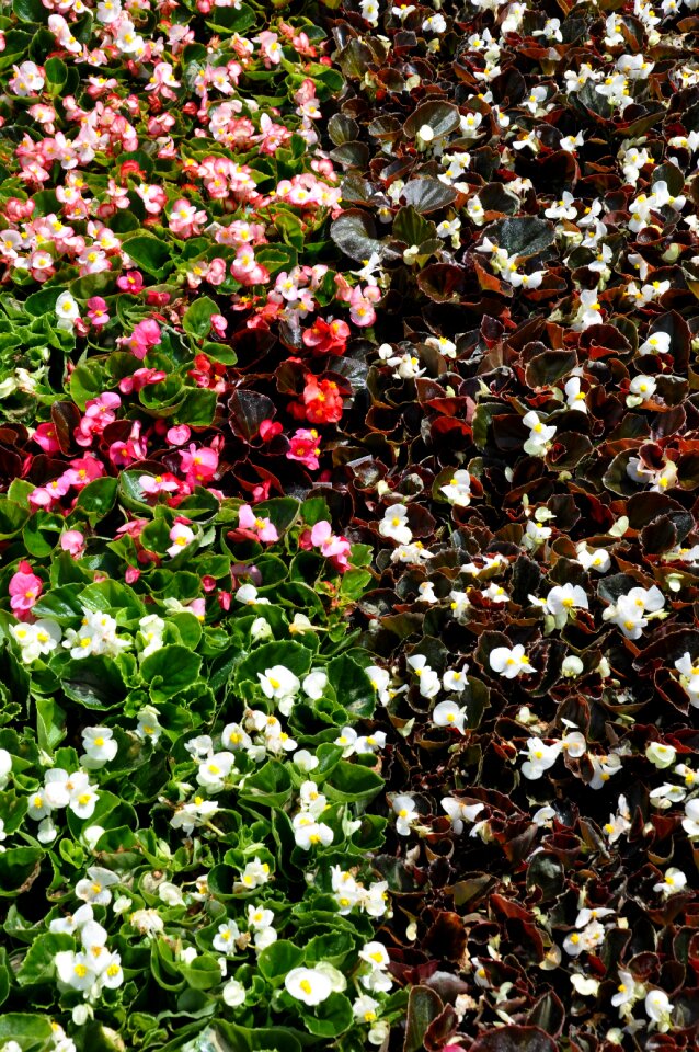 Garden nature bloom