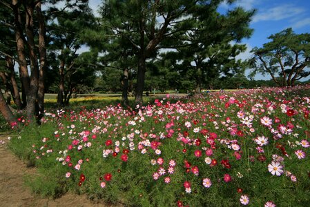 Flowers landscape cosmos