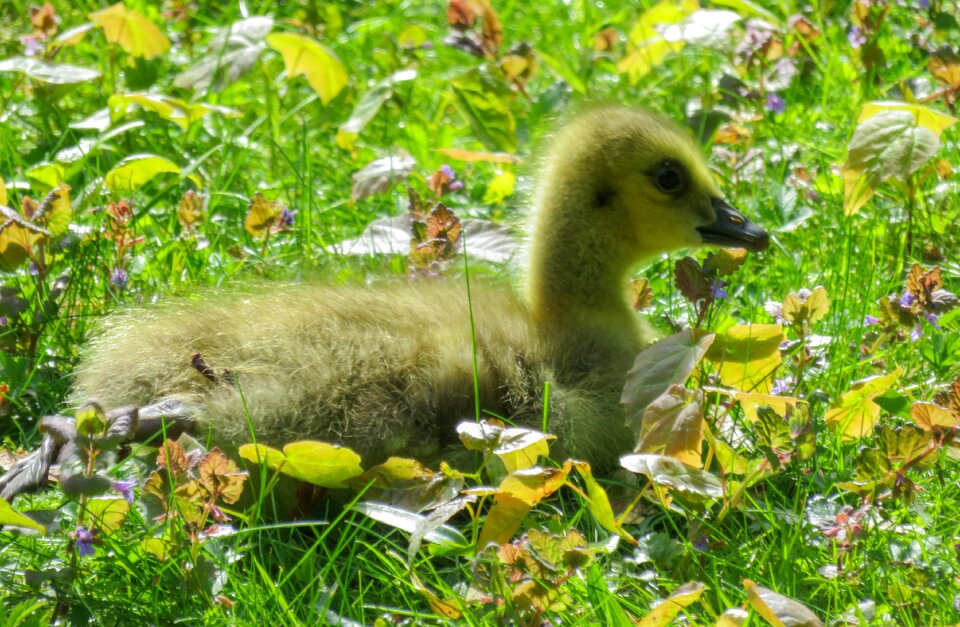 Young goose goslings cute