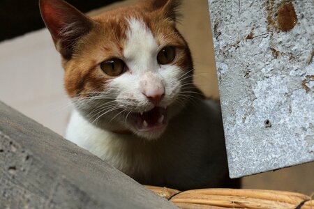 Kitty pets stray cats