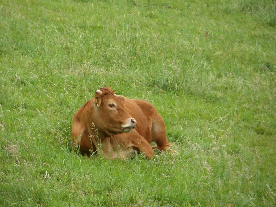 Beef livestock graze