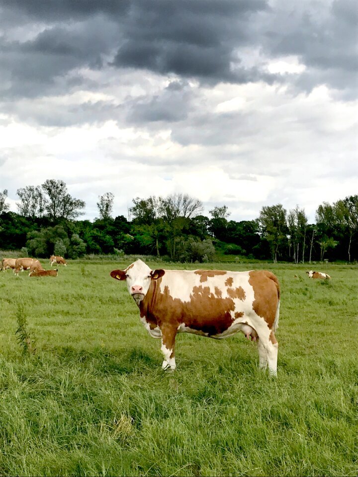 Graze beef nature
