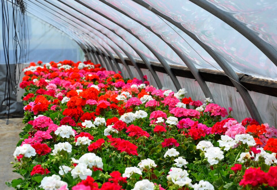 Floral garden plant
