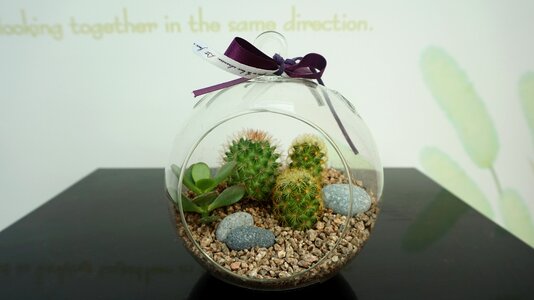Plant glass here joey flower garden