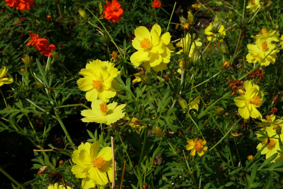 Flowers landscape cosmos