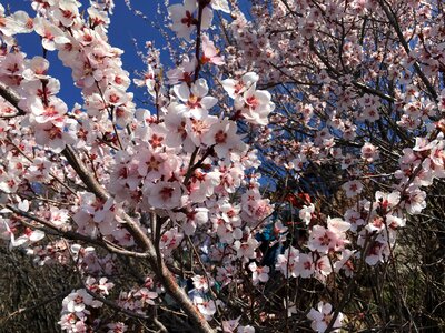 Cherry blossom plant pink