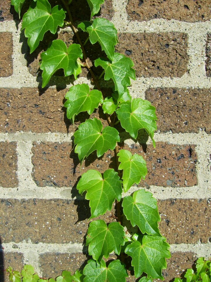 Leaves stone wall entwine