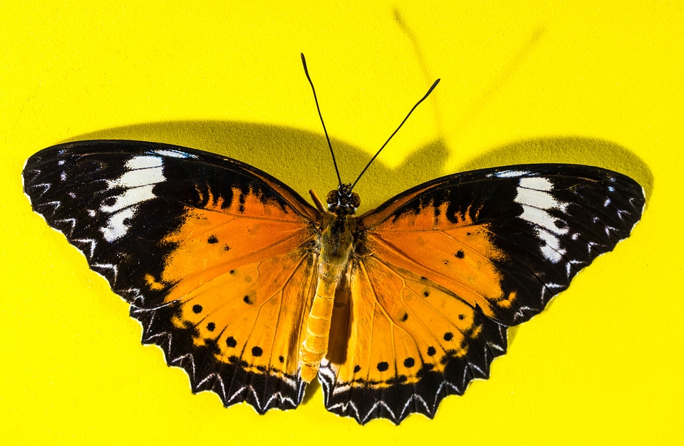 Butterfly insect Free photos