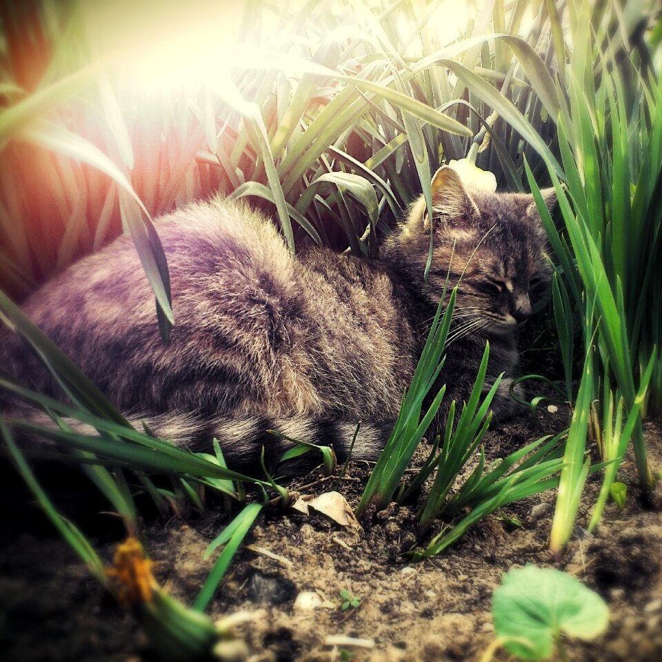 Animal grass