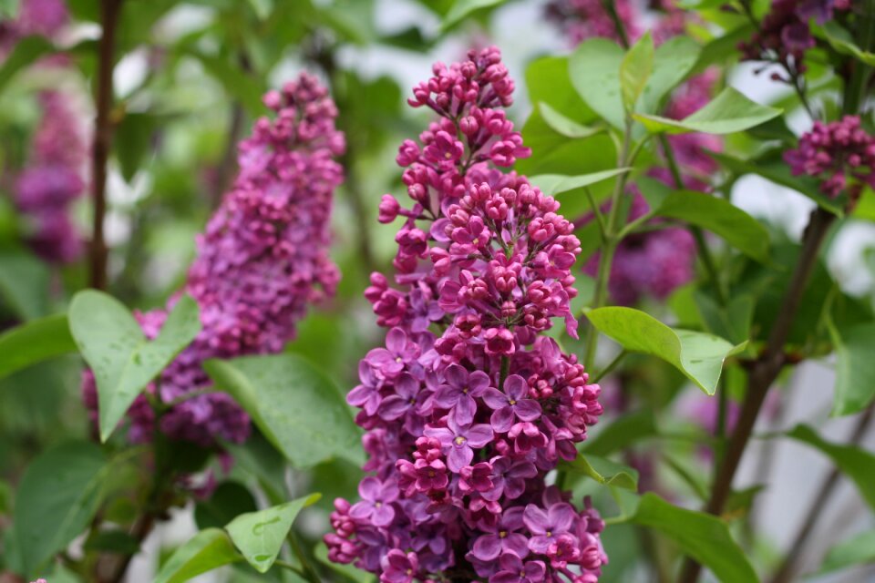 Purple flower