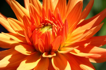 Blossom bloom orange photo