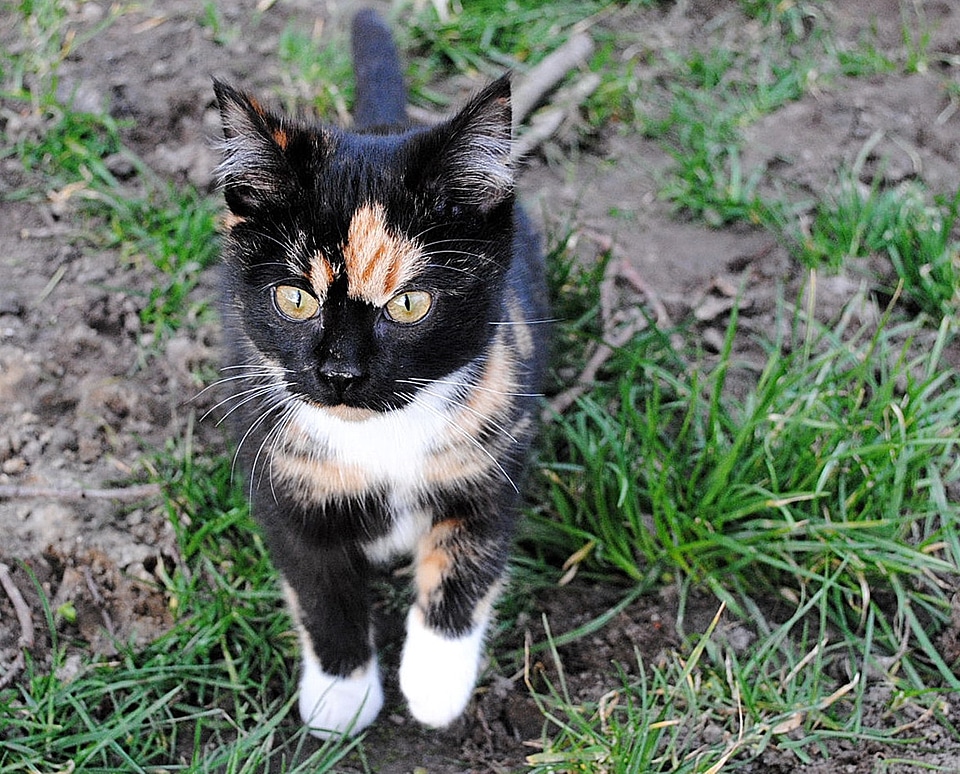 Cat young cat domestic cat