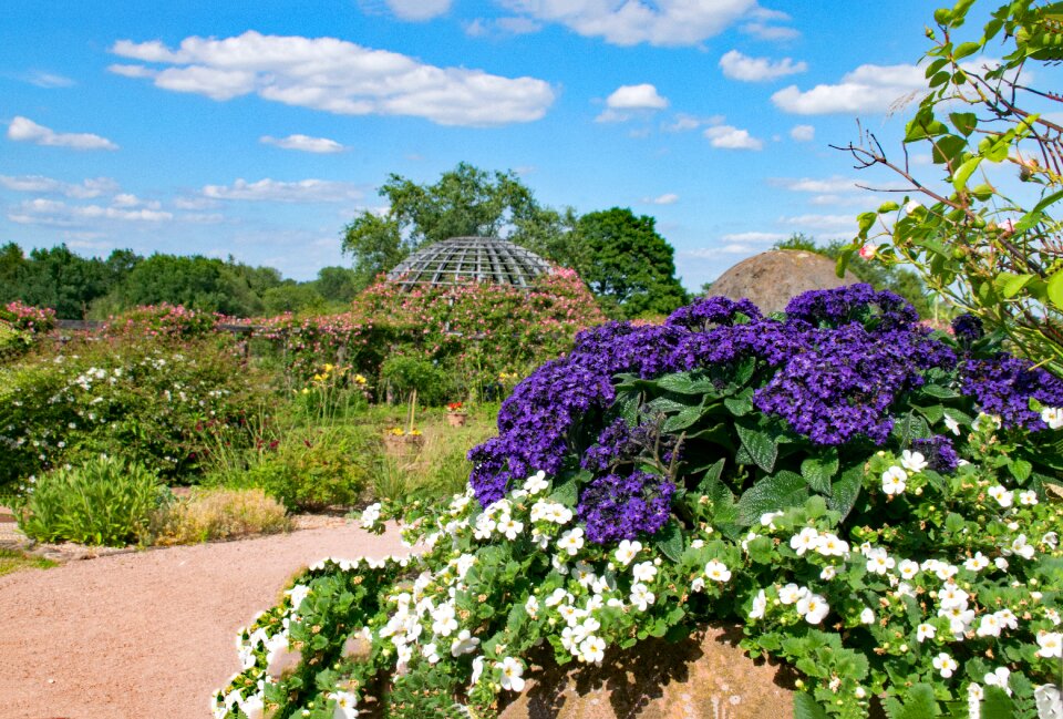 Germany rosarium roses