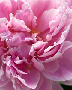 Rosebush pale pink summer flowers photo