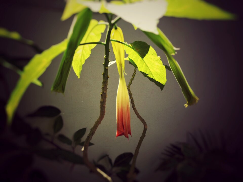 Garden nature bloom