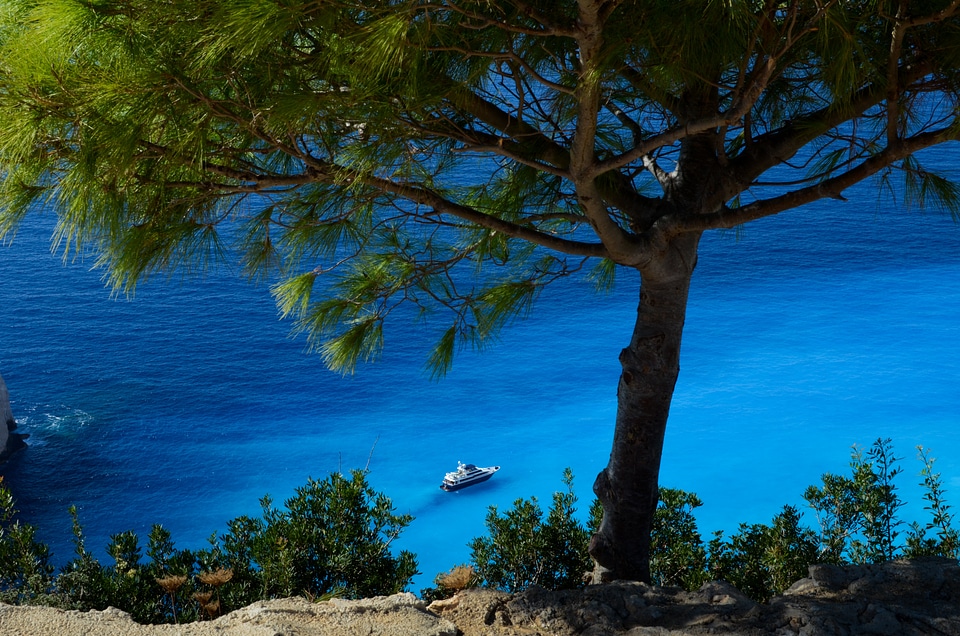 Water tree boat