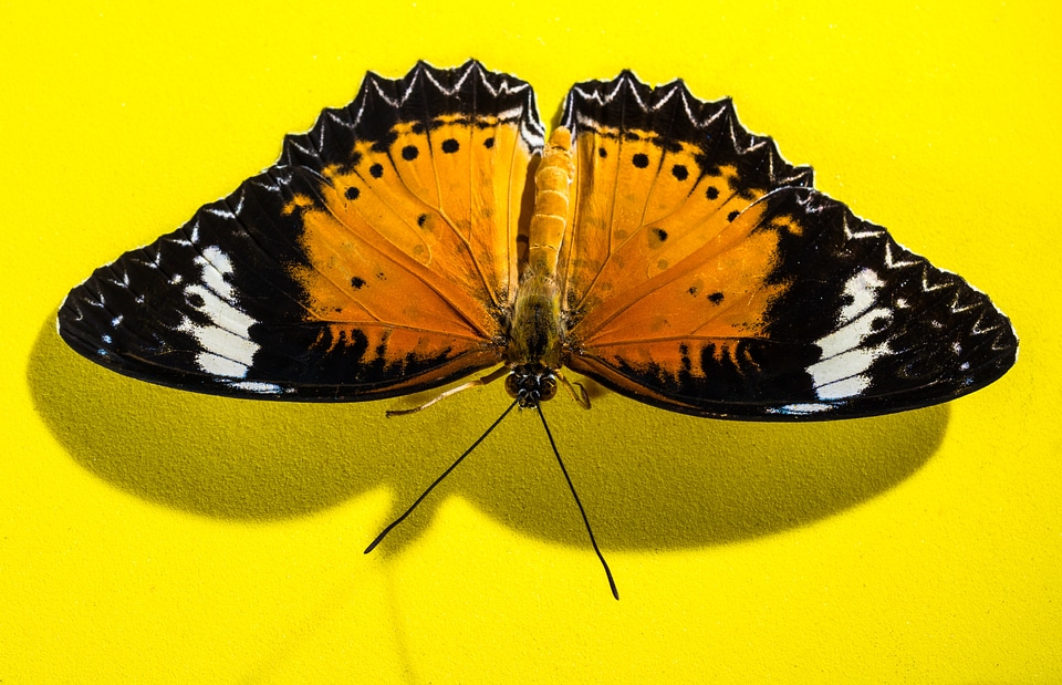 Butterfly insect Free photos
