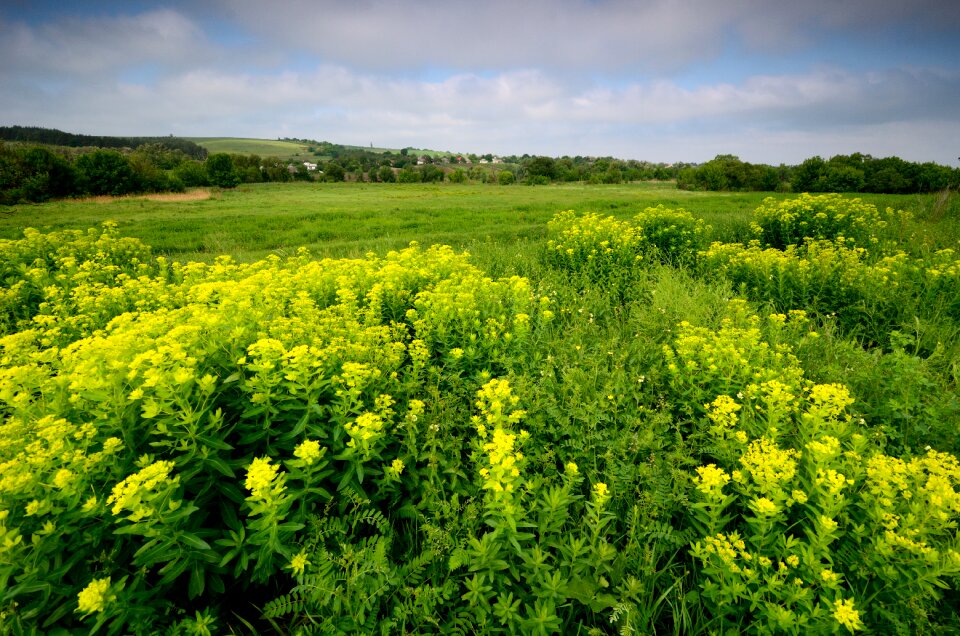 Grassland flower green