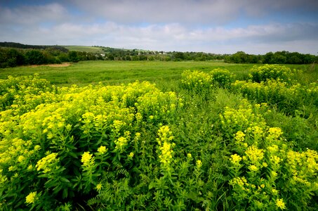 Grassland flower green