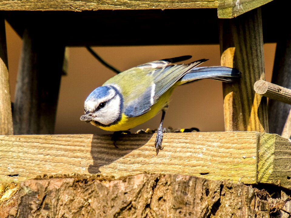 Songbird garden bird nature
