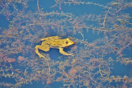 Water aquatic animal water frog photo