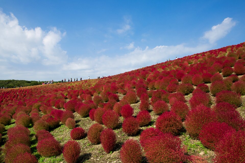 Broom grass grass kochia