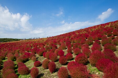 Broom grass grass kochia