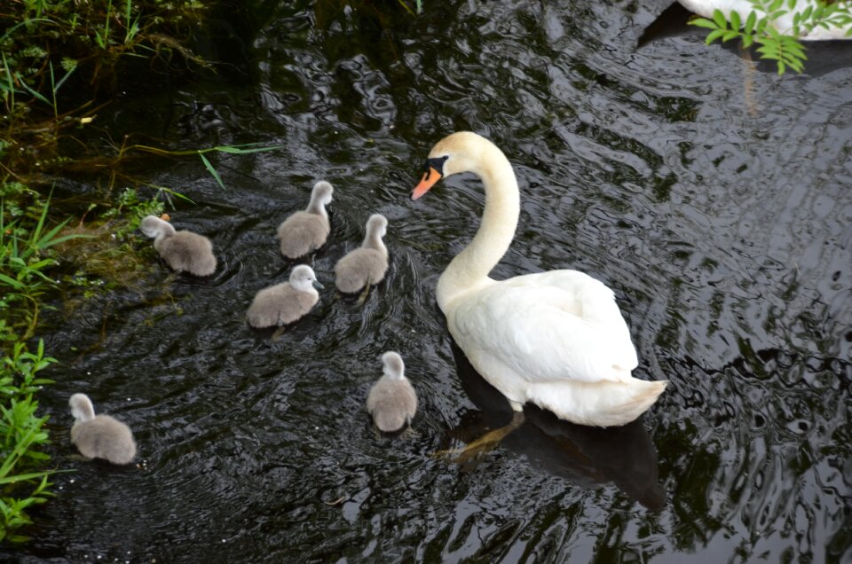 Cute swans water