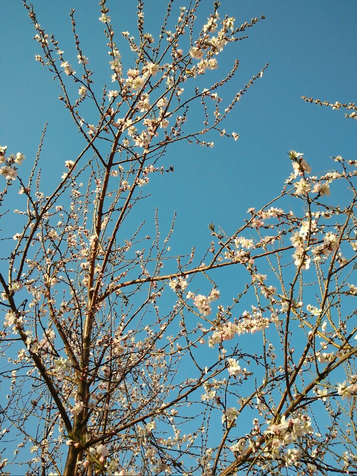 Peach blossom tree spring