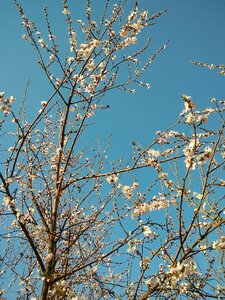 Peach blossom tree spring