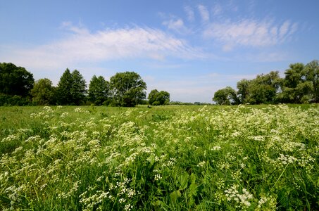 Grassland flower green