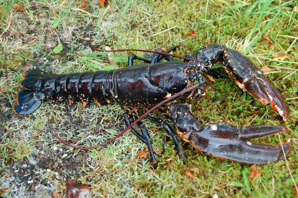 Seafood claw claws photo