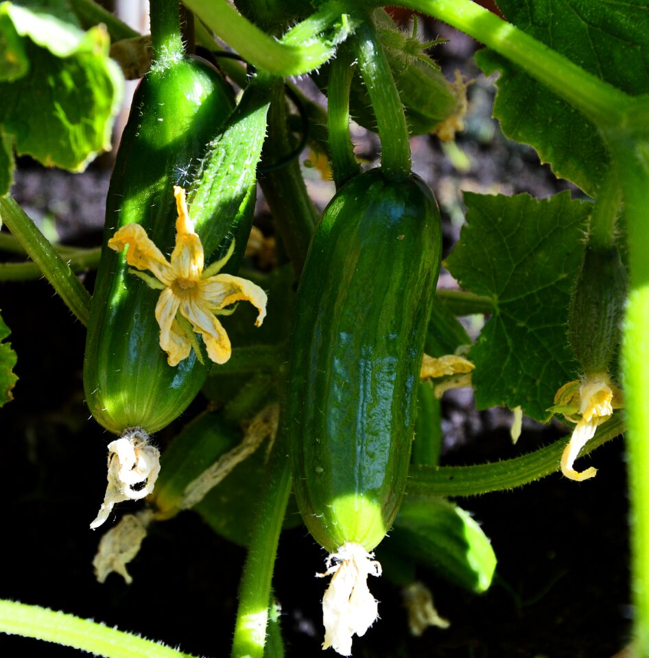 Garden plant self catering