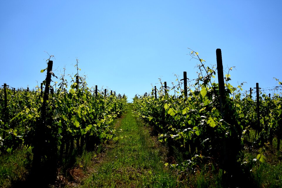 Nature grapevine landscape