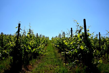 Nature grapevine landscape