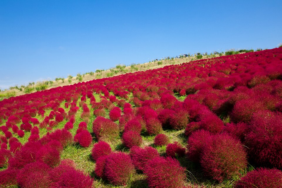 Broom grass grass kochia