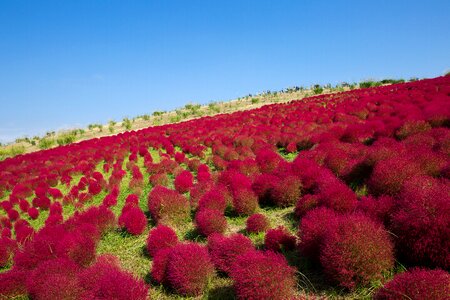 Broom grass grass kochia